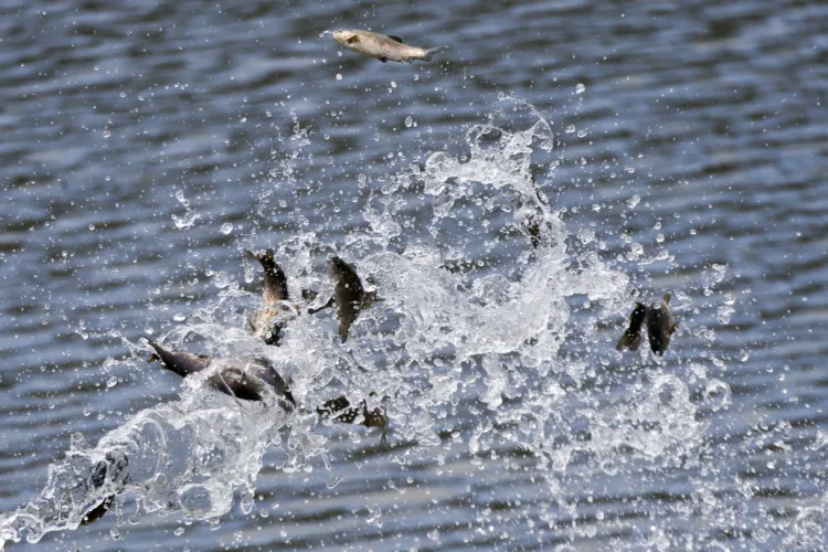 Fall means stocking of trout for anglers